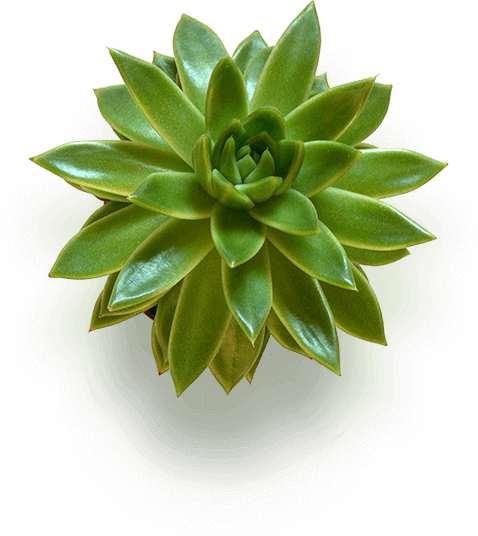 green-plant